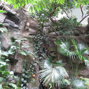 Amazon rainforest - World of Birds 031215