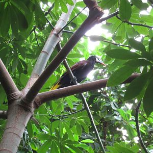 Montezuma Oropendola - World of Birds 031215