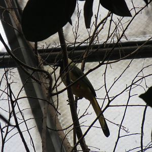 Inca Jay - World of Birds 031215