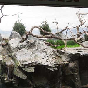 Kea exhibit - World of Birds 031215