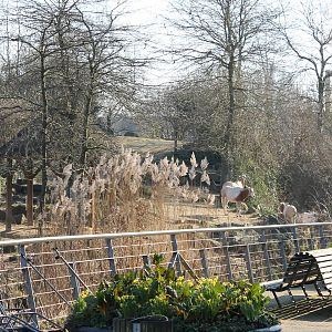 Scimitar-horned oryx enclosure