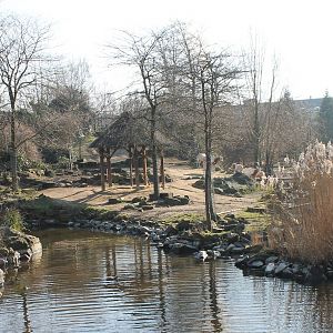 Scimitar-horned oryx enclosure