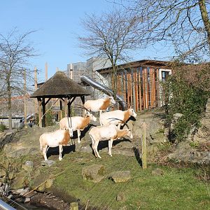 Scimitar-horned oryxes