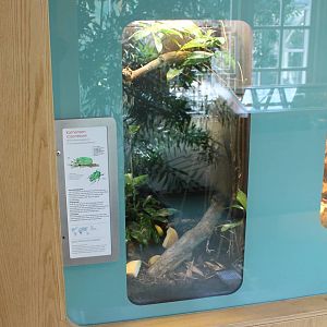 Enclosure African giant fruit beetle