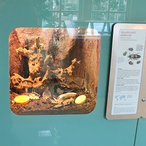 Enclosure and signDeath's head cockroach