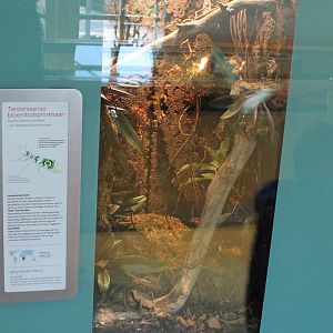 Enclosure and sign Spiny flower mantis