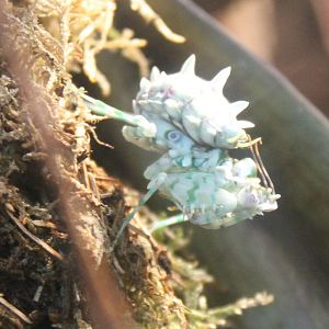 Spiny flower mantis