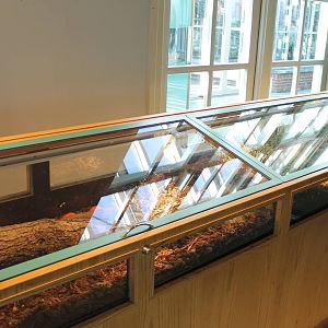 Enclosure Sun and Emerald beetles