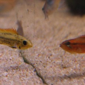 Cichlid ID's