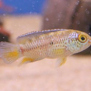 Cichlid ID