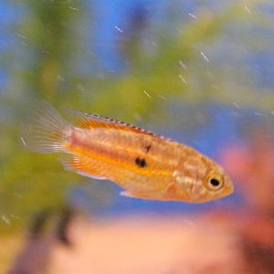 Cichlid ID