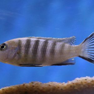Cichlid ID