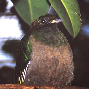 Female Resplendent quetzal