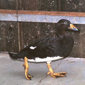 Steamer duck ID