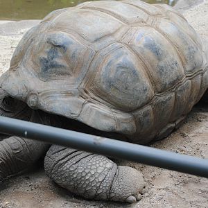 Aldabra Giant Tortoise