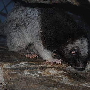 Northern Luzon Giant Cloud Rat