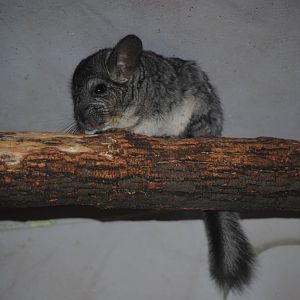 Long-Tailed Chinchilla
