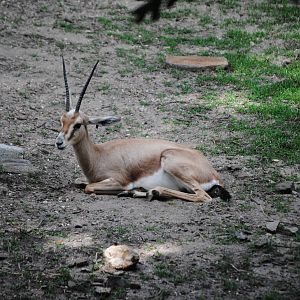 Slender-Horned Gazelle