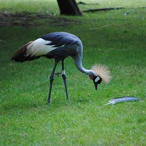 East African Crowned Crane