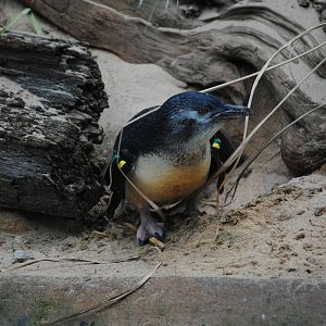 Little Blue Penguin