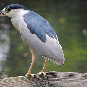 Black-Crowned Night-Heron