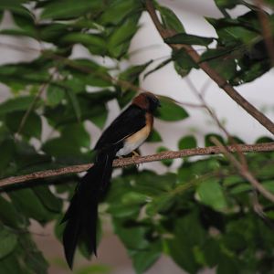 Sahel Paradise-Whydah (Vidua orientalis aucupum)