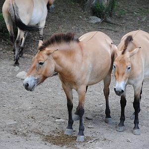 Przewalski's Wild Horse