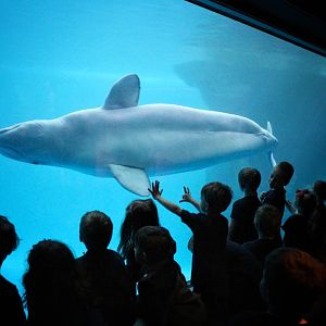 Mar. 2016 - Oceanarium - Beluga