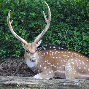 Indian Chital Deer