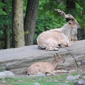 Bukharan Markhor