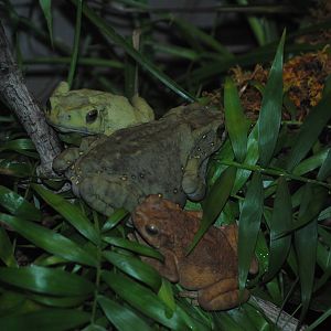 Asian Tree Toad
