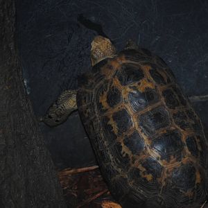 Forsten's Tortoise