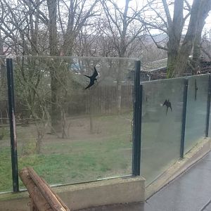 Outdoor enclosure Bush dog