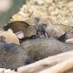 A lot of Bush dogs...... sleeping