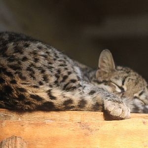 Oncilla..... sleeping