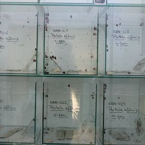 Partula breeding enclosures