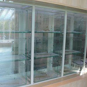 Partula breeding room