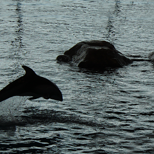 Mar. 2016 - Oceanarium - Pacific White-sided Dolphin
