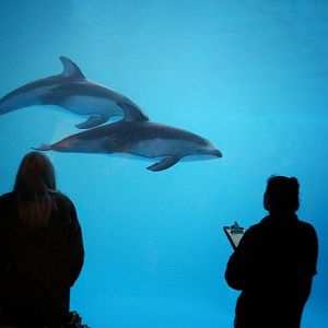 Mar. 2016 - Oceanarium - Pacific White-sided Dolphins
