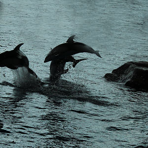 Mar. 2016 - Oceanarium - Pacific White-sided Dolphins