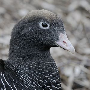 Kelp goose (female)