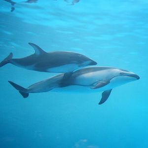 Mar. 2016 - Oceanarium - Pacific White-sided Dolphins