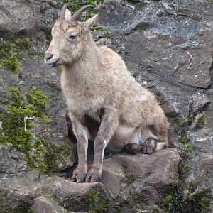 West Caucasian Tur, March 2016