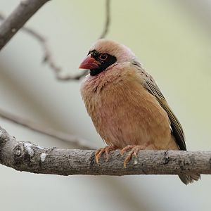 Red-billed quelea