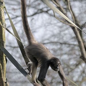 Brown spider monkey