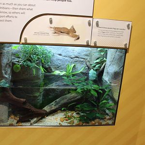 Mar. 2016 - Amphibians - African Clawed Frog Exhibit