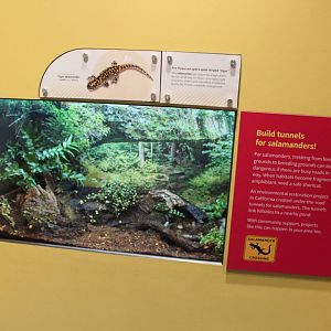Mar. 2016 - Amphibians - Tiger Salamander Exhibit