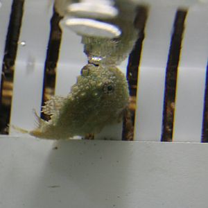 Pacific spiny lumpsucker - Tokyo Sea Life Park, February 2016