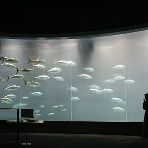 Tuna run - Tokyo Sea Life Park, February 2016