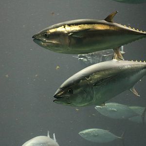 Pacific bluefin tuna - Tokyo Sea Life Park, February 2016